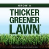 image:imageScotts Kentucky 31 Grass Seed Mix  Premium Lawn Grass Seed Covers Up to 5000 sq ft 20 lb20 lb