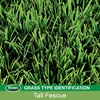 image:imageScotts EZ Seed Patch amp Repair Tall Fescue Lawns  Combination Mulch Grass Seed and Fertilizer for Bare Spots and Repair Covers Up to 85 sq ft 375 lb375 lb