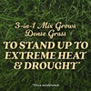 image:imageOM Scott and Sons Buffalograss Seed Naturally Drought Tolerant Native Grass Seeds for Lawns Covers up to 350 sq ft 07 lbBermudagrass