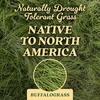 image:imageOM Scott and Sons Buffalograss Seed Naturally Drought Tolerant Native Grass Seeds for Lawns Covers up to 350 sq ft 07 lbBuffalo Grass