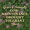 image:imageOM Scott and Sons Buffalograss Seed Naturally Drought Tolerant Native Grass Seeds for Lawns Covers up to 350 sq ft 07 lbClover