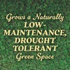 image:imageOM Scott and Sons Buffalograss Seed Naturally Drought Tolerant Native Grass Seeds for Lawns Covers up to 350 sq ft 07 lbClover