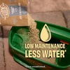 image:imageOM Scott and Sons Buffalograss Seed Naturally Drought Tolerant Native Grass Seeds for Lawns Covers up to 350 sq ft 07 lbSheep Fescue