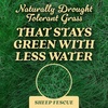 image:imageOM Scott and Sons Buffalograss Seed Naturally Drought Tolerant Native Grass Seeds for Lawns Covers up to 350 sq ft 07 lbSheep Fescue