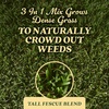 image:imageOM Scott and Sons Buffalograss Seed Naturally Drought Tolerant Native Grass Seeds for Lawns Covers up to 350 sq ft 07 lbTall Fescue