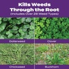 image:imageScotts Turf Builder Bonus S Southern Weed amp Feed2 10000 sq ft4 000 sq ft