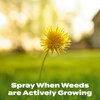image:imageScotts Turf Builder Weed and Feed5  Weed Killer Plus Lawn Fertilizer Lawn Weed Killer Controls Dandelion and Clover Grass Fertilizer for Up to 4000 sq ft 1132 lbLiquid 32 fl oz