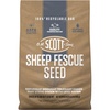 Sheep Fescue