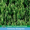 image:imageScotts Turf Builder Grass Seed Kentucky Bluegrass Mix  Grass Seed Plus Lawn Fertilizer and Soil Improver Grows Dense Green Turf Covers Up to 3730 sq ft 56 lb7 lb