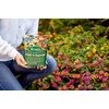 image:imageScotts All Purpose Flower and Vegetable Continuous Release Plant Food For Outdoor InGround Plants 3 lb3 lb Pack of 6
