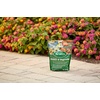 image:imageScotts All Purpose Flower and Vegetable Continuous Release Plant Food For Outdoor InGround Plants 3 lb3 lb Pack of 6