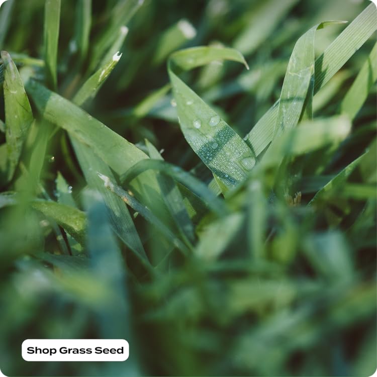 Scotts : Turf Builder & Garden Supplies